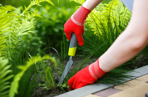 Lawn Care Mississauga Tips for a Healthy, Vibrant Yard