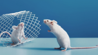Pest Control for Mice Efficient Strategies to Protect Your Home