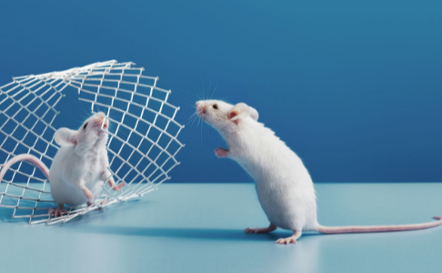 Pest Control for Mice Efficient Strategies to Protect Your Home